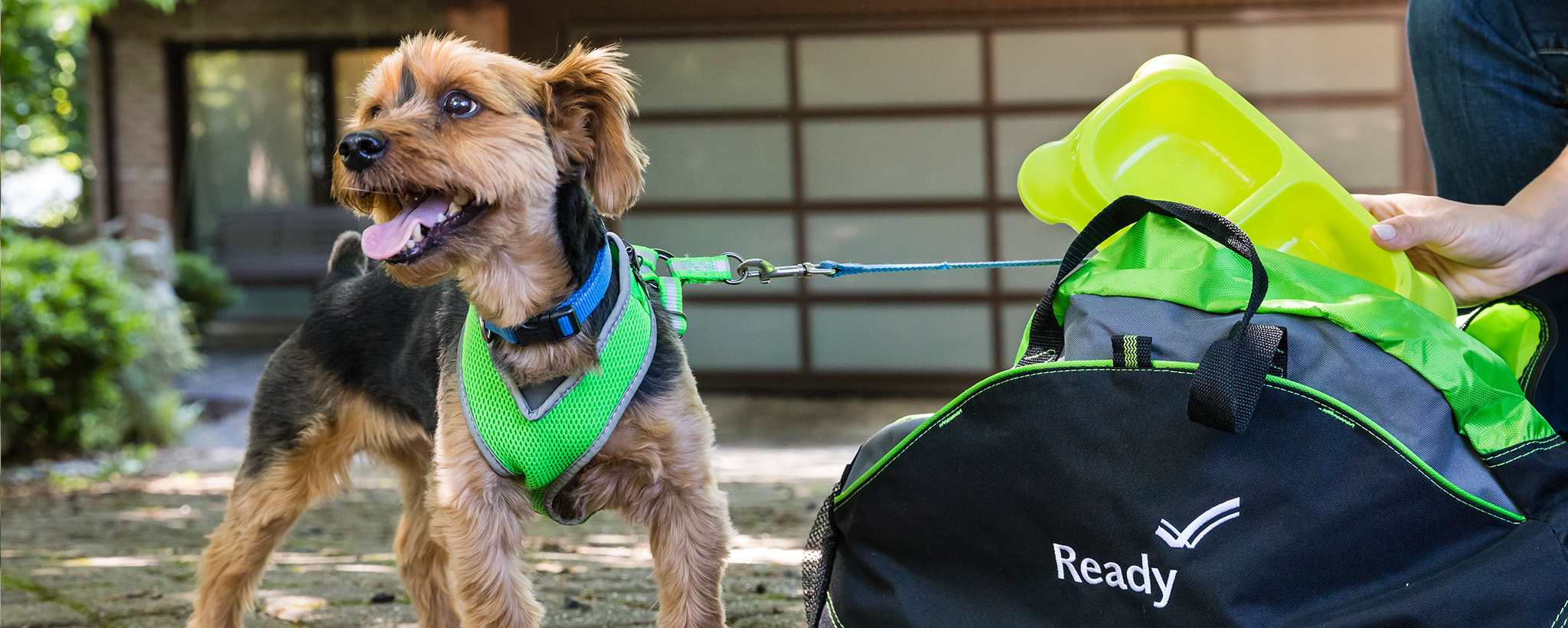 pets graphic from readygov of a dog