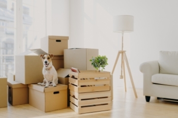 Small white and brown dog sitting on top of an unpacked box in a bright living room beside other unpacked boxes and crate. Banner