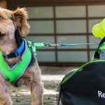 pets graphic from readygov of a dog